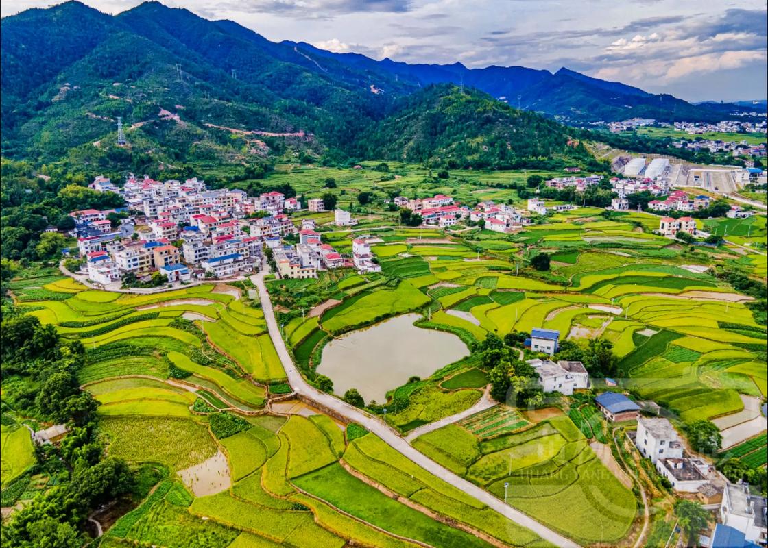 于都罗坳镇三门村 稻谷金黄“丰”景如画，仲夏出行好去处