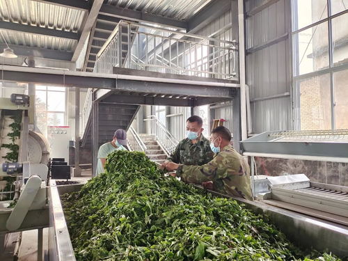 茶香飘出振兴路 绿春县茶叶加工厂助力群众端稳“产业饭”