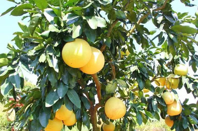 于都“余大头” 一颗柚子背后的品牌雄心